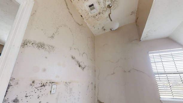 Best Air Quality Testing for Mold Spores  in Belleville, PA