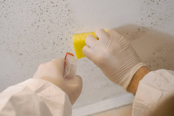 Best Airborne Mold Testing  in Belleville, PA