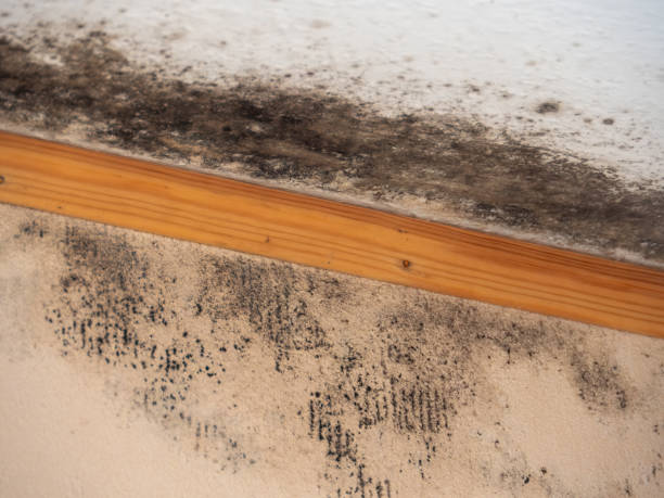 Best Mold Prevention Services  in Belleville, PA