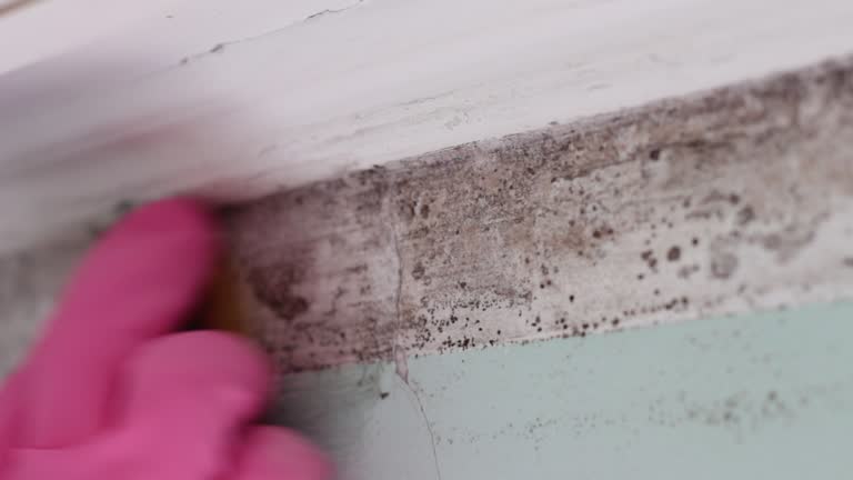 Best Mold Remediation for Healthcare Facilities  in Belleville, PA
